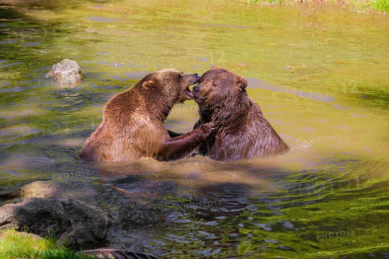 A Eurasian brown bear (Ursus arctos arctos) sow fighting with a big male in a pond