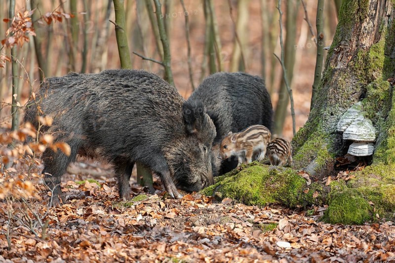 Wild boar, wild boar (Sus scrofa), bucks with young boars foraging in the forest, Germany, Europe