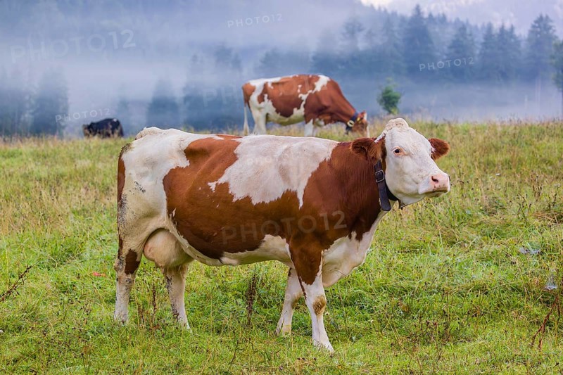 A herd of Holstein Friesian cows stand grazing in a meadow on a foggy day, while an mountain range and a forest can be seen in the background. Eng Valley, Austria, Europe