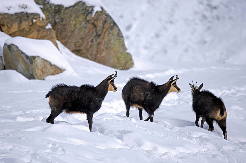 Three Alpine chamois (Rupicapra rupicapra) males, bucks on snow covered mountain slope during the rut in winter in the European Alps