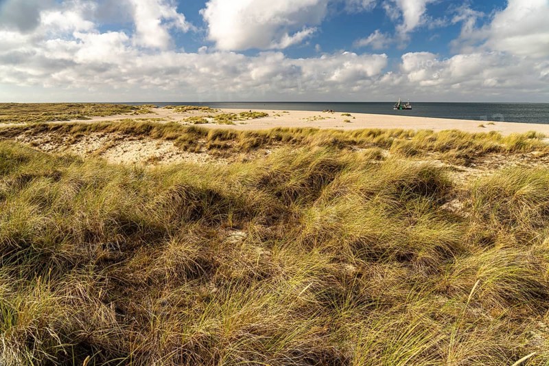 Dune landscape on the coast of Ellenbogen near List, island of Sylt, district of North Friesland, Schleswig-Holstein, Germany, Europe