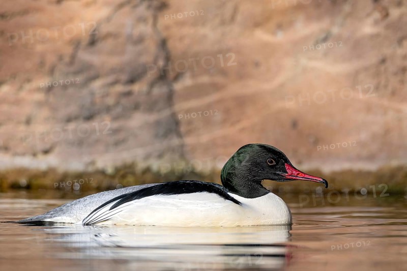 Goosander (Mergus merganser), male, swimming at the water's edge, captive, Alpine Zoo, Innsbruck, Tyrol, Austria, Europe