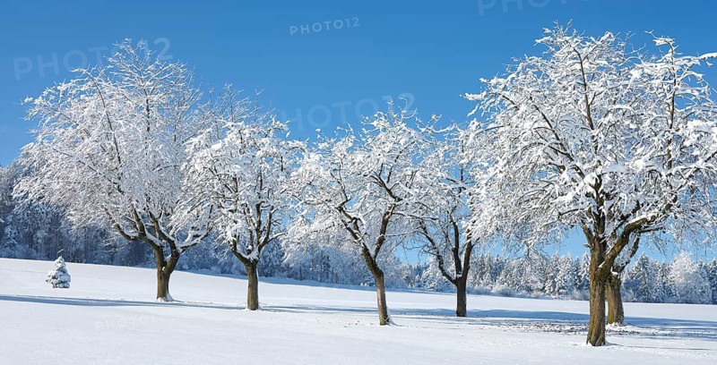 Row of trees covered in deep snow against a blue sky, Horben, Lindenberg, Freiamt, Canton Aargau, Switzerland, Europe