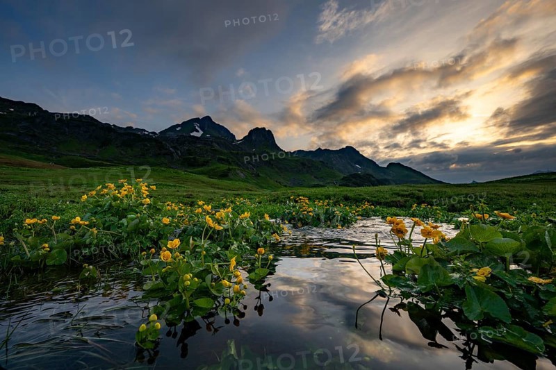 Summit in the morning light with dramatic clouds and marsh marigolds (Caltha) with stream in the foreground, Lech, Lechquellengebirge, Vorarlberg, Austria, Europe