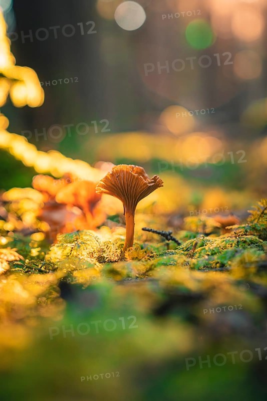 A single mushroom rises from a carpet of moss and earth, illuminated by golden sunlight, Unterhaugstett, Black Forest, Calw district, Germany, Europe