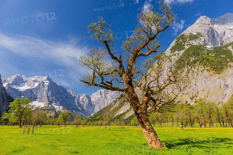 Nature conservancy area Grosser Ahornboden. Sycamore maple trees, Acer pseudoplatanus, in springtime. Karwendel Mountains, Austria, Europe