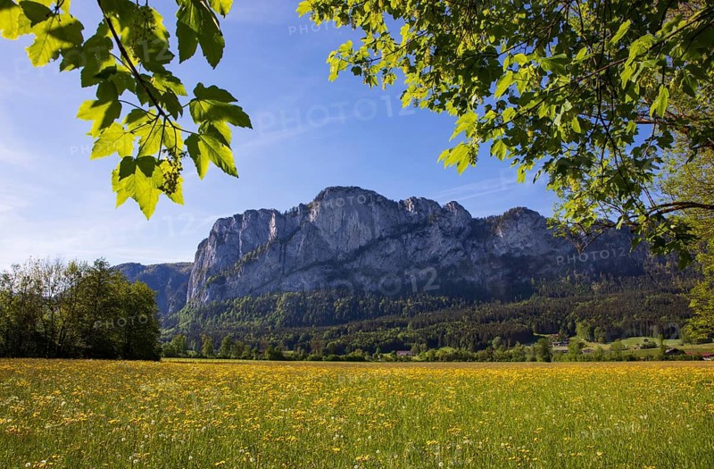 Maple tree and spring flower meadow with dragon wall, Mondseeland, Salzkammergut, Upper Austria, Austria, Europe