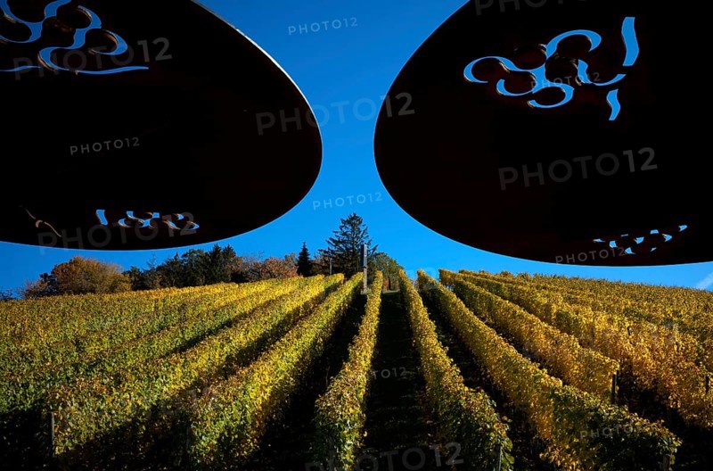 Panoramic terrace, sunshades, vineyard, vines, grapevines, viticulture, autumn colours, autumn, Kappelberg, Fellbach, Waiblingen, Baden-Württemberg, Germany, Europe