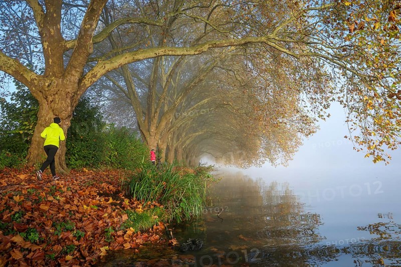 Essen, North Rhine-Westphalia, Germany, Golden autumn at Lake Baldeney. Cyclists and joggers in the morning mist on the lakeside path under plane trees, Europe