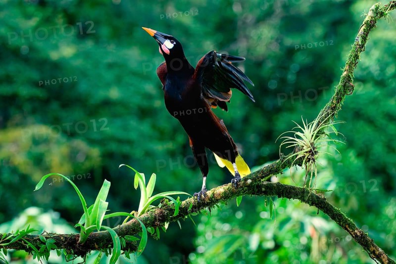Montezuma Oropendola (Psarocolius Montezuma) taking off, Costa Rica, Central America