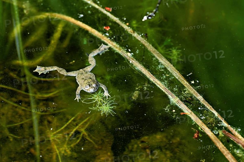 Yellow-bellied toad (Bombina variegata), in pond, Switzerland, Europe