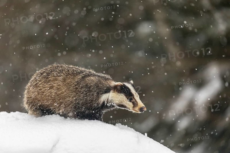 One young European badger (Meles meles) walking through deep snow during snow fall