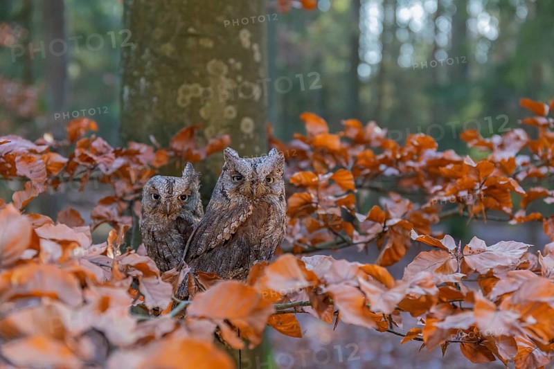 Two Eurasian scops owls (Otus scops)sitting on a twig of a beech tree, embedded in brown leafs