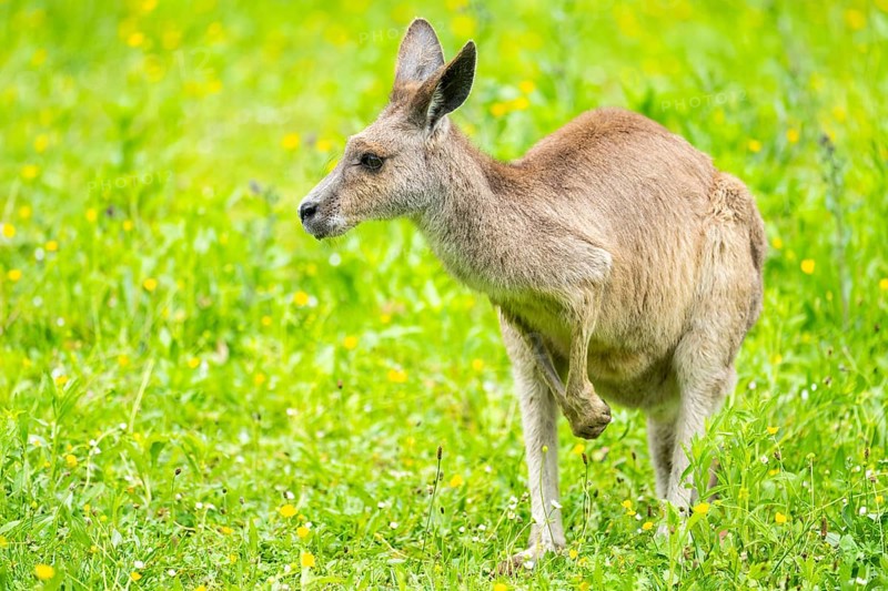 Eastern grey kangaroo (Macropus giganteus) on a meadow, Bavaria, Germany, Europe