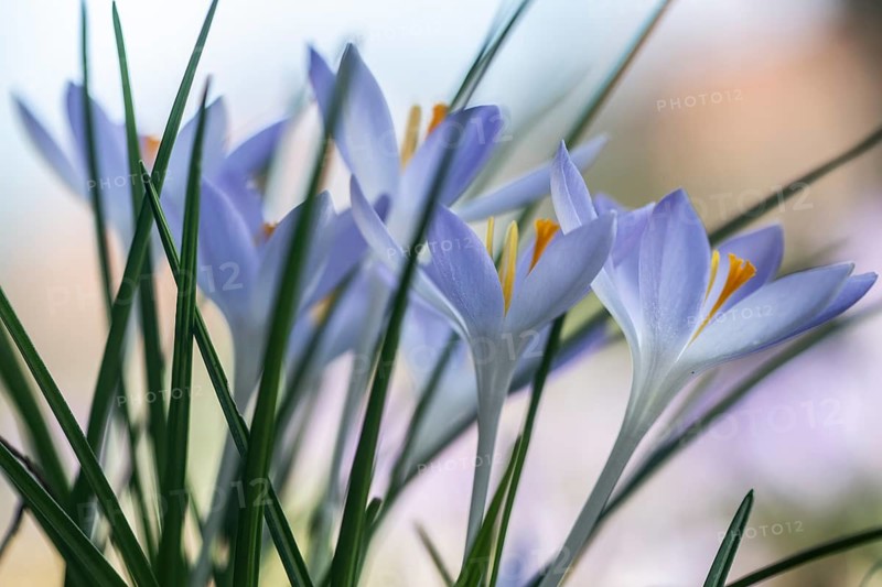 Elf crocus (Crocus tommasinianus), Emsland, Lower Saxony, Germany, Europe