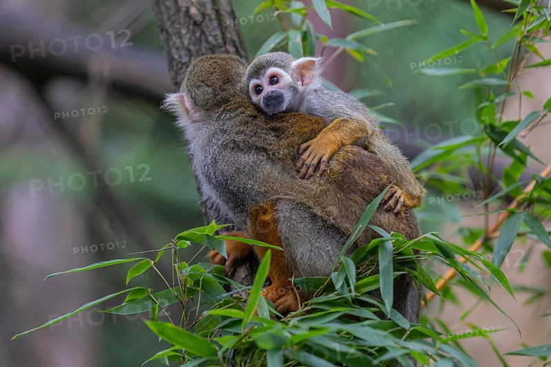 One female Central American squirrel monkey, Saimiri oerstedii, carrying her baby. Green vegetation around