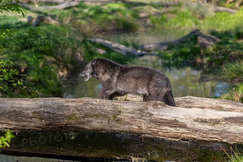 One Timberwolf, Canis lupus lycaon, walking over a fallen tree to cross a creek. Trees, creek and green grass in the background