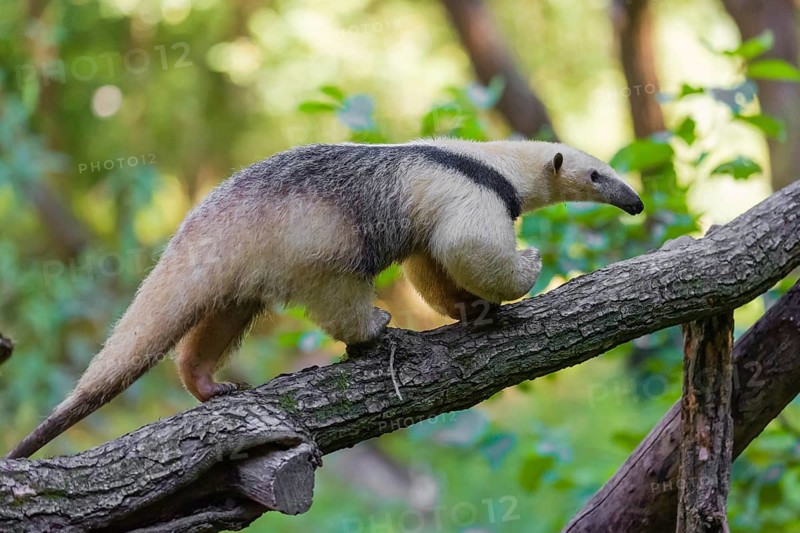 One southern tamandua (Tamandua tetradactyla), climbs up a tree in a forest