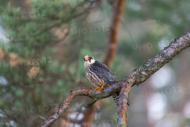 One female red-footed falcon (Falco vespertinus) sitting on a twig of a tree in a forest. Green vegetation in the background
