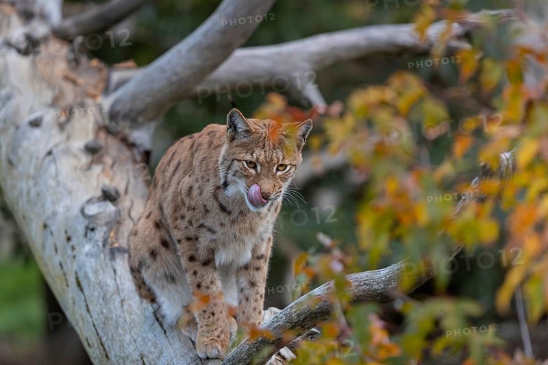 One Eurasian lynx, (Lynx lynx), sitting on a fallen tree, grooming himself. Frontal view with fall foliage around