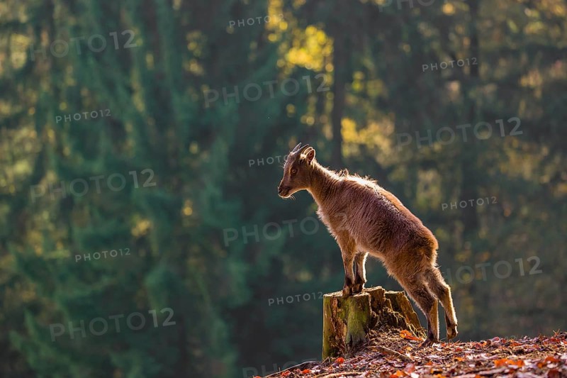 A female Himalayan tahr (Hemitragus jemlahicus) stands backlit on a tree stump at a forest edge. In the background is a dense forest