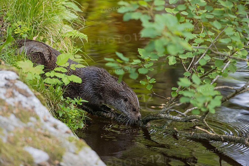 One Eurasian otter (Lutra lutra), walking over a fallen birch tree that is lying in the water