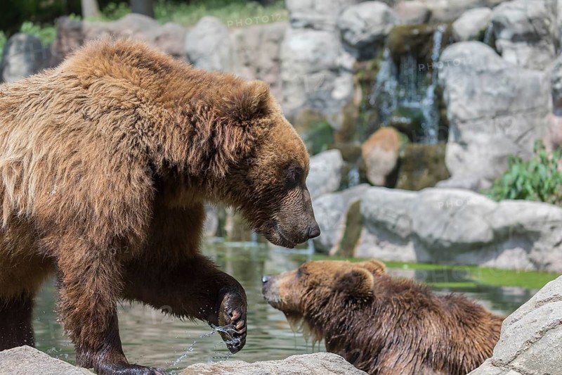Two Kamchatka brown bear (Ursus arctos piscator), bathing in a pond with a small cascade in the background