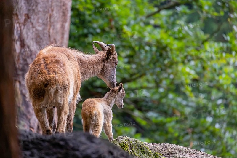 A female Himalayan tahr (Hemitragus jemlahicus) stands on a forest edge with one young. In the background is a dense forest