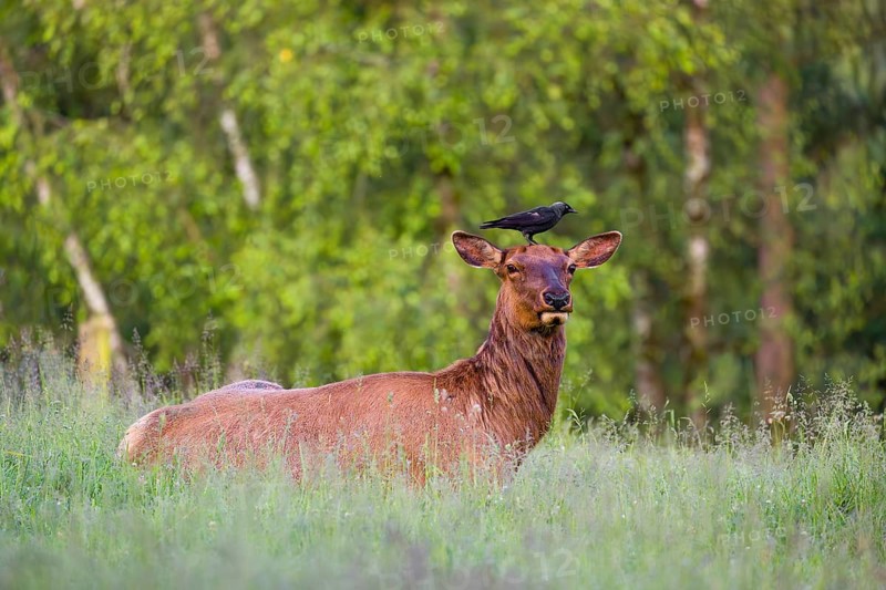 A female wapiti (Cervus canadensis) rests in a green meadow in the early morning. A western jackdaw (Coloeus monedula) stands on the head of the wapiti and pecks for insects
