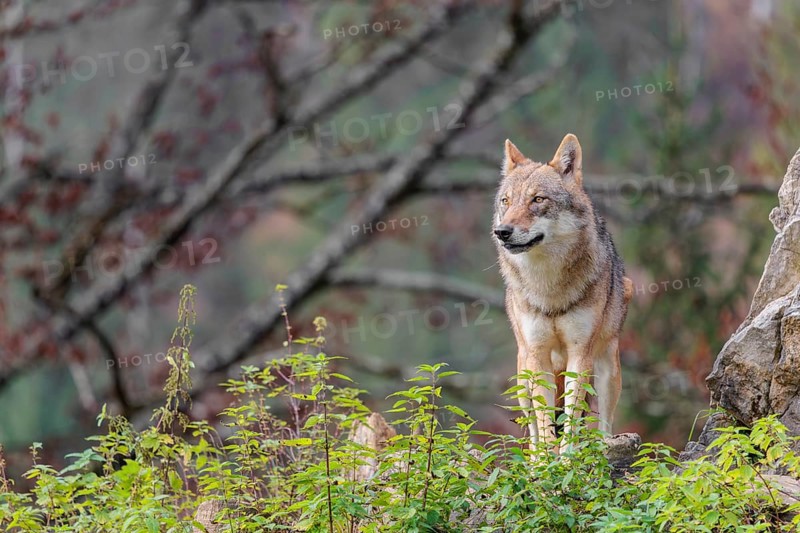 A female grey wolf (Canis lupus lupus) stands on a lying tree trunk in next to a rock on the top of a small hill