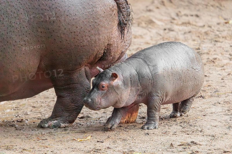 A baby hippopotamus (Hippopotamus amphibius) and its mother standing on a sandy riverbank