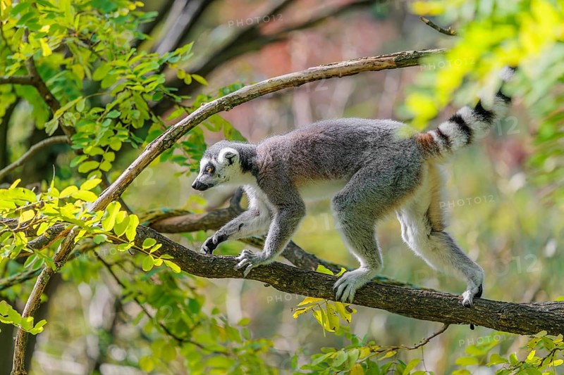 A ring-tailed lemur (Lemur catta) climbs high up in a tree on a branch surrounded by fresh green leaves