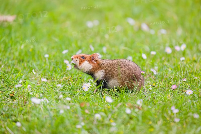 A European hamster (Cricetus cricetus), Eurasian hamster, black-bellied hamster or common hamster, forages for food on fresh green grass