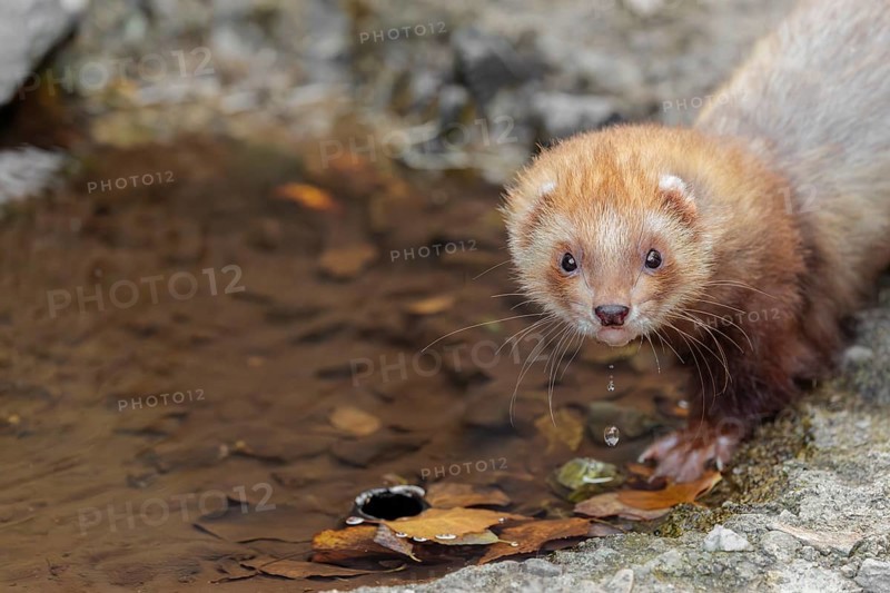 A female ferret (Mustela putorius furo) drinking from a little pond in a garden