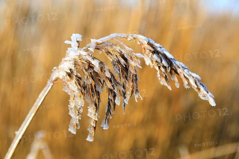 Hoarfrost on the panicle of the reed (Phragmites australis), Norderney, Lower Saxony, Germany, Europe