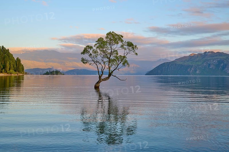 A tree protrudes from a lake, with its reflection and surrounded by mountains, Summer, Lake Wanaka, Wanaka, Otago, South Island, New Zealand, Oceania