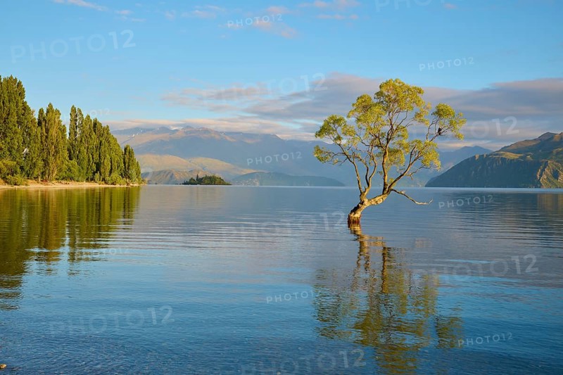 A tree in clear water, surrounded by mountains and sunshine, summer, Lake Wanaka, Wanaka, Otago, South Island, New Zealand, Oceania