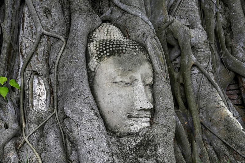 Sandstone Buddha head at the foot of a Bodhi tree in Wat Mahathat, Temple of the Great and Holy Relic, Ayutthaya, Ayutthaya Province, Thailand, Asia