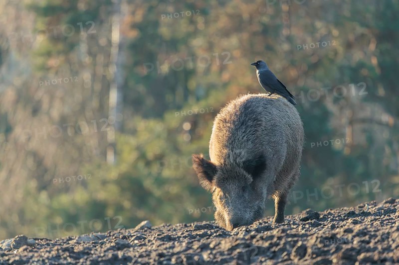 A jackdaw (Coloeus monedula) sits on the back of a wild boar (Sus scrofa)