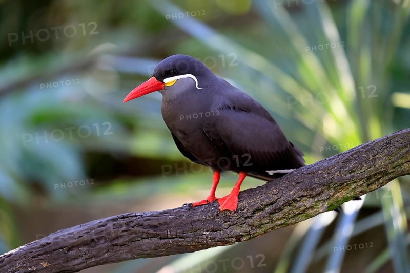 Inca Tern (Larosterna inca), adult, on tree, on wait, South America