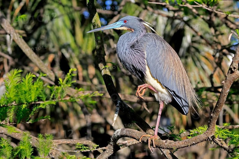 Tricoloured Heron (Egretta tricolor), adult, on tree, alert, St. Augustine, Florida, USA, North America