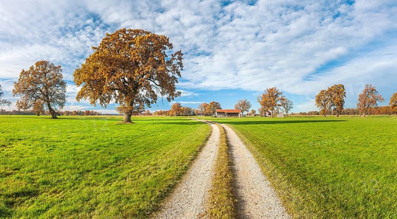 Field path through green meadows with solitary oaks in autumn, Seethal am Chiemsee, Chiemgau, Bavaria, Germany, Europe