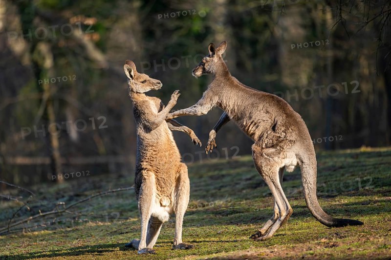 Eastern Gray Kangaroo (Macropus giganteus), two males fighting on a meadow, captive, occurance Australia, Oceania