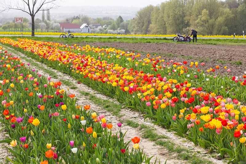 Colourful blooming tulips (tulpia) in a field for self-cutting flowers in Katzenberg, Nossen, Saxony, Germany, Europe