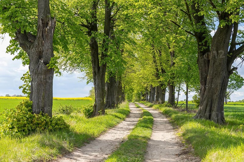 Path through the 200-year-old avenue of lime trees, mainly winter lime trees (Tilia cordata), between Lauske and Nostitz, Weißenberg, Saxony, Germany, Europe