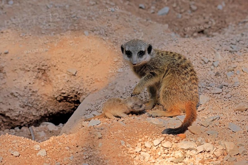 Tardigrade (Suricata suricatta), adult, juvenile, newborn, baby, female, mother with juvenile, social behaviour, at the burrow