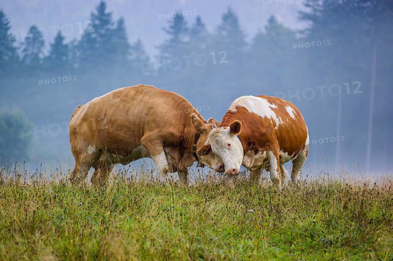 Two Holstein Friesian cows stand fighting in a meadow on a foggy day, while a forest can be seen in the background. Eng Valley, Austria, Europe