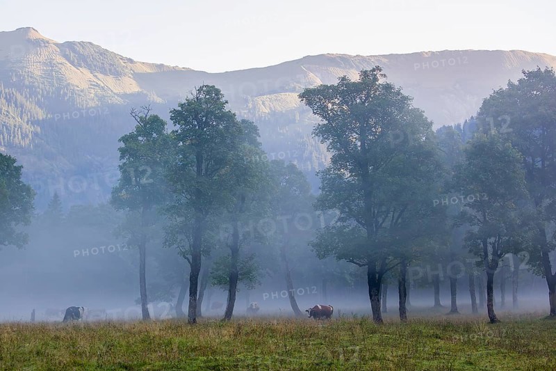 A herd of Holstein Friesian cows stand grazing in a meadow on a foggy day, while an mountain range and a forest can be seen in the background. Eng Valley, Austria, Europe
