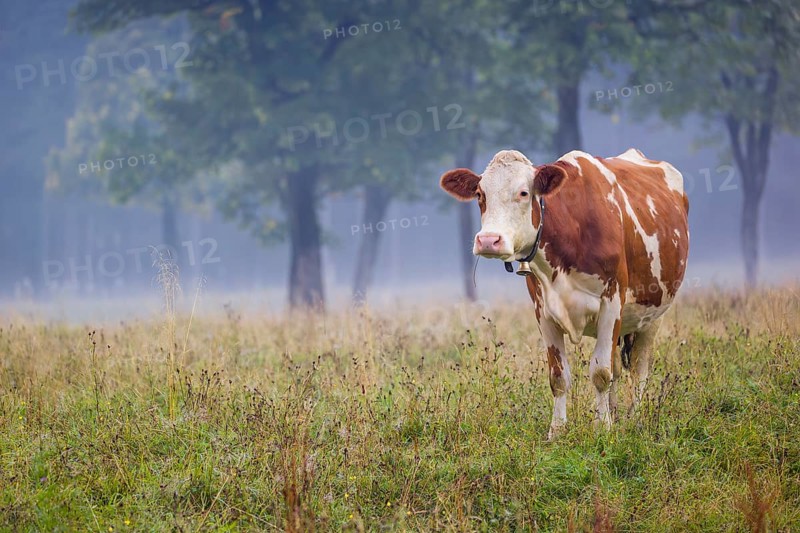 A Holstein Friesian cow stands grazing on a meadow with trees on a foggy day. Eng Valley, Austria, Europe
