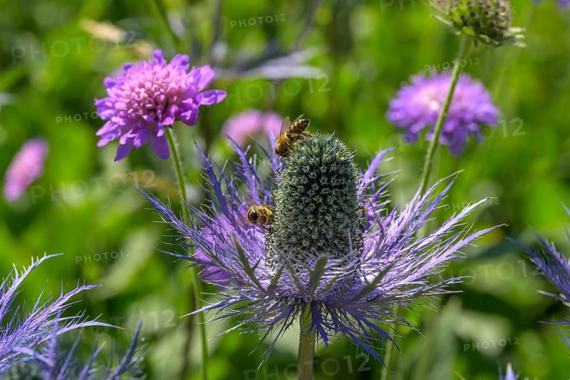 Umbelliferae (Eryngium zabeli), Botanical Garden Jardin du Lautaret, Villar-d'Arêne, Département Hautes-Alpes, France, Europe